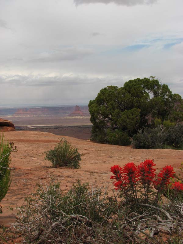 Canyonlands - Grand View Point